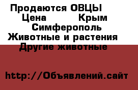 Продаются ОВЦЫ !!! › Цена ­ 120 - Крым, Симферополь Животные и растения » Другие животные   